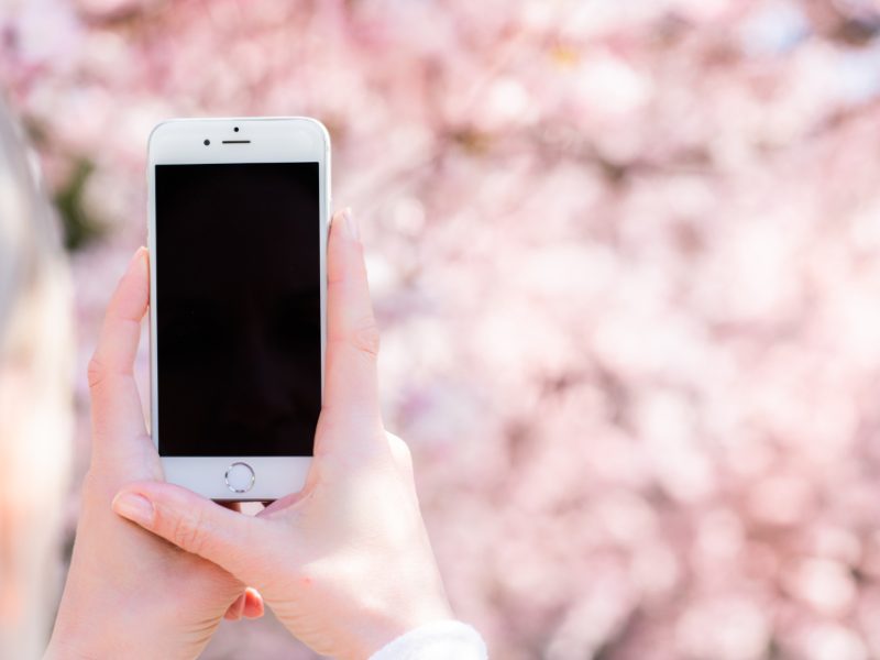 Hands holding a smartphone in front of blurred pink blossoms