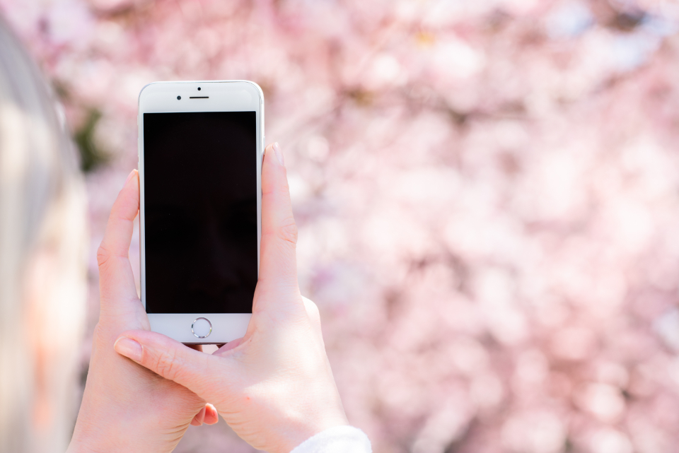 Hands holding a smartphone in front of blurred pink blossoms